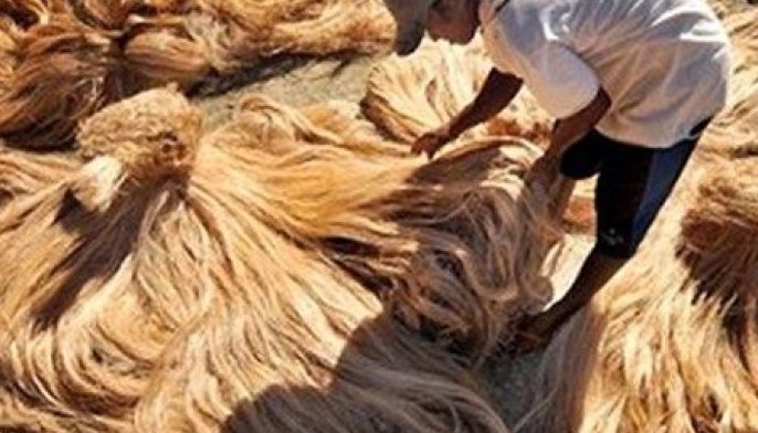 New hybrid varieties tighten abaca industry