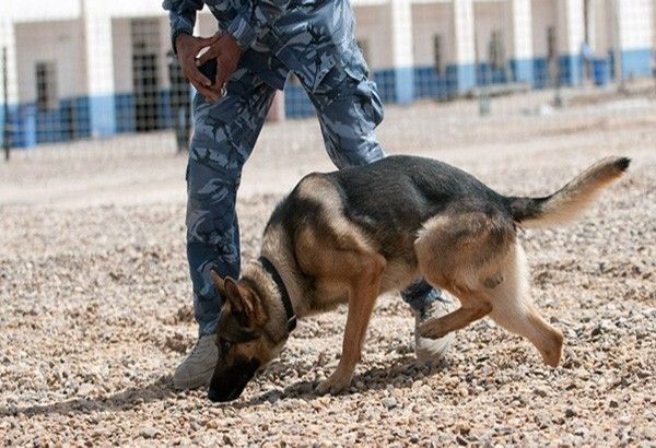 Canine training to sniff drug chemicals pushed