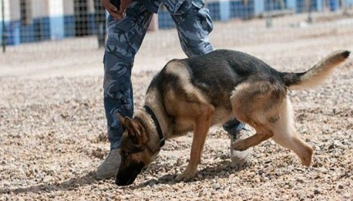 Canine training to sniff drug chemicals pushed