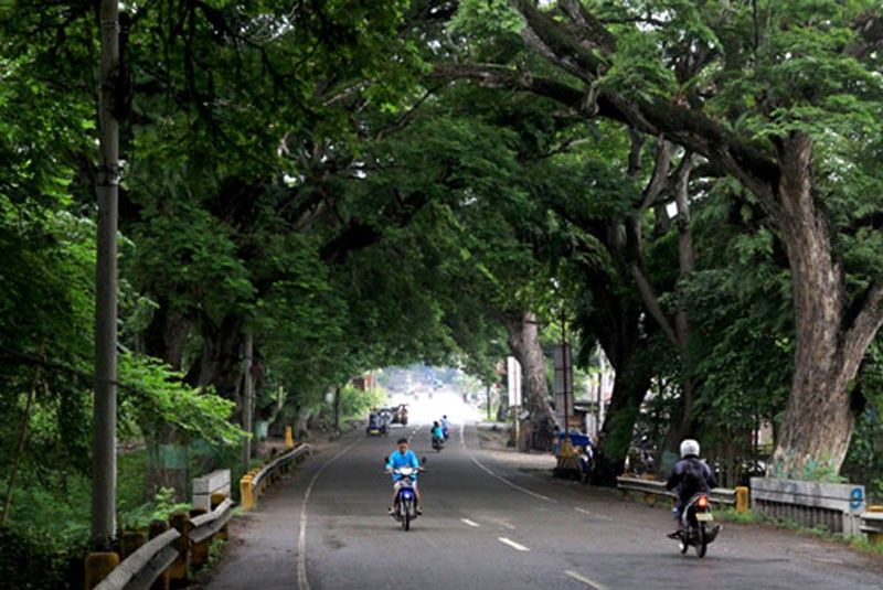 To be cut or moved: BRT affects 2,166 trees