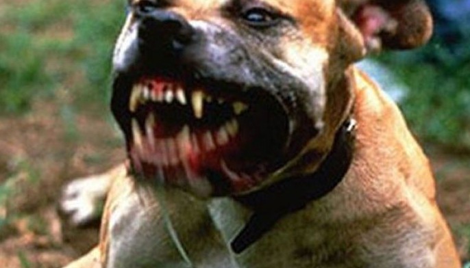 Mandaue beefs up anti-rabies drive
