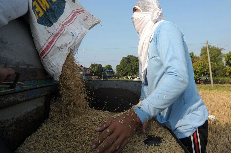 NFA mulls  additional  rice imports