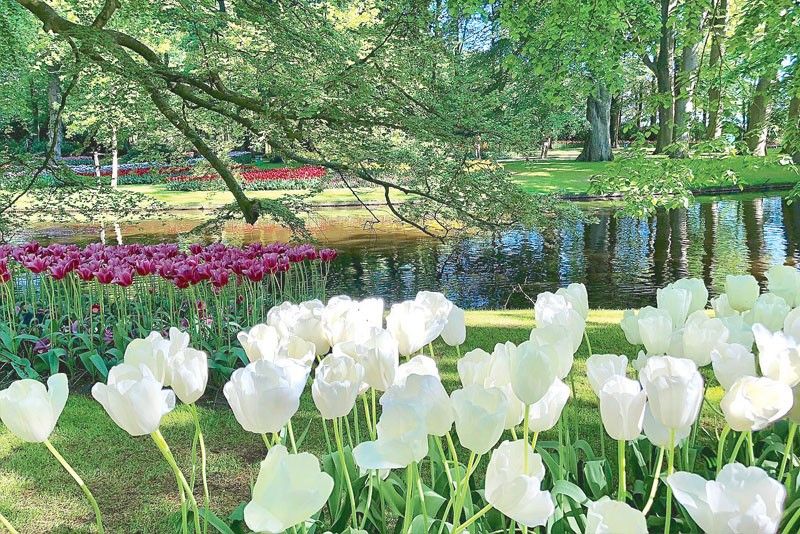World's biggest tulip garden marks 75th edition