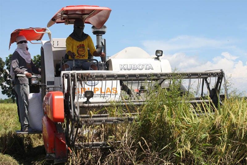 El NiÃ±o damage to agriculture sector hits P5-billion mark