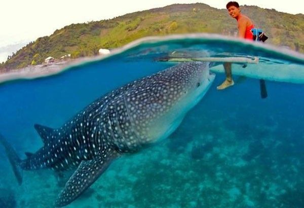 Oslob to limit whale shark watching to 800 people daily