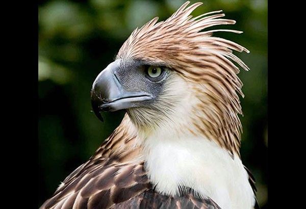 Philippine Eagle Pag-asa turns 25