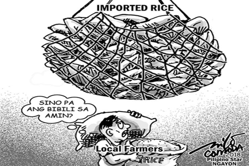 EDITORYAL - Daming imported rice, paâ��no na ang local na magsasaka