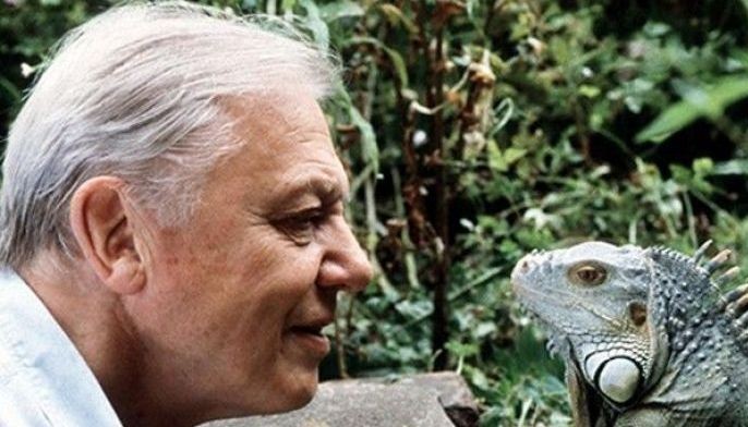 REVIEW: On ‘Planet Earth II’ and why David Attenborough is still the greatest voice on earth