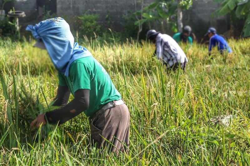 100 magsasaka umalma sa âpanggigipitâ sa Clark