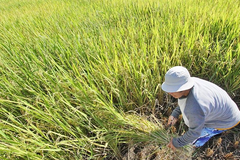Beijing commits P227 million to fund hybrid rice center