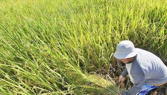 Beijing commits P227 million to fund hybrid rice center