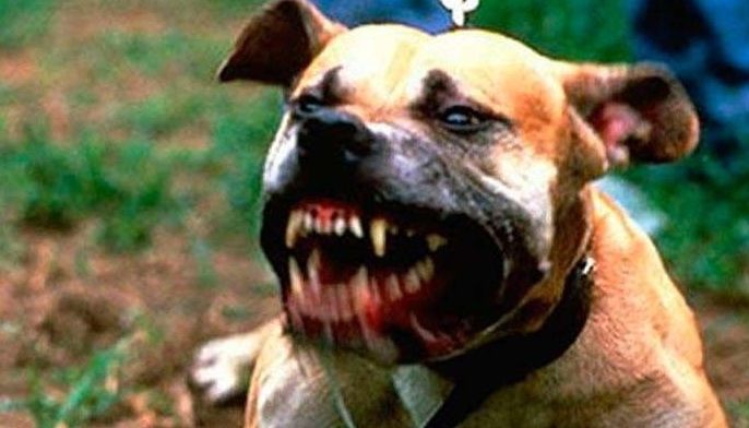 Siyudad lisud ma-rabies free