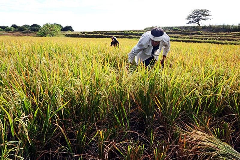 PCIC pays P1.9 billion to farmers for crop damages