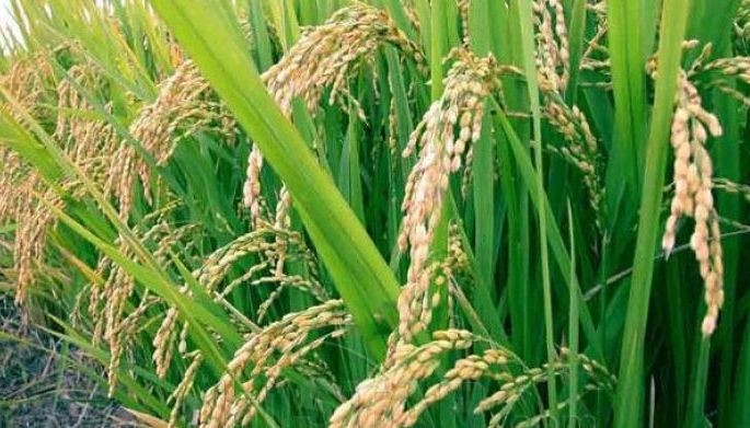 Palay production expands 5% in Q1