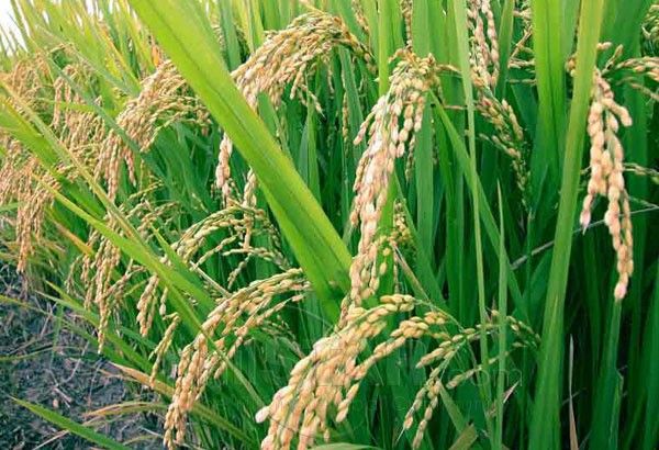 35% import tariff better than QR on rice, says PIDS