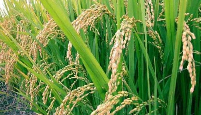 35% import tariff better than QR on rice, says PIDS