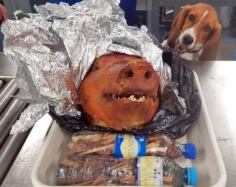 Doggy bag: Beagle intercepts roast pig in US airport