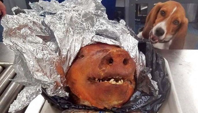 Doggy bag: Beagle intercepts roast pig in US airport