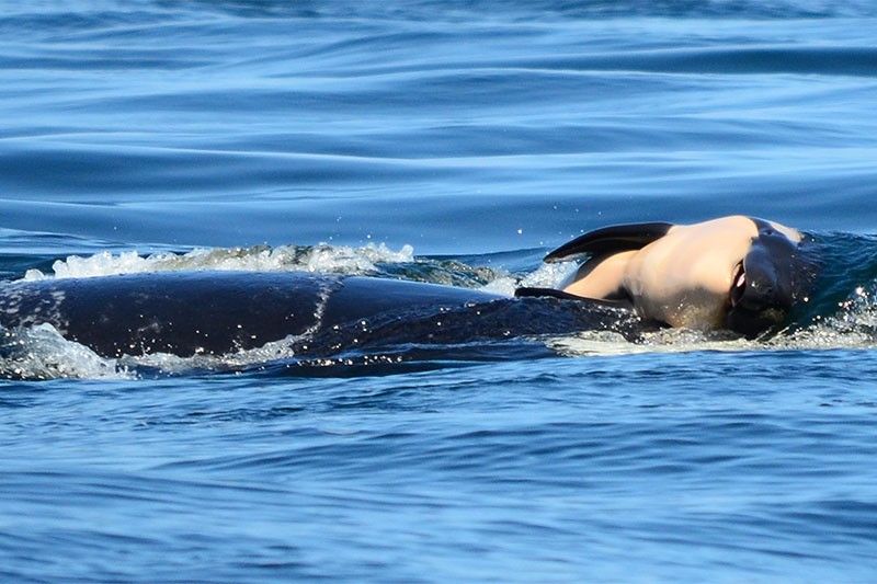 Orca carries dead calf for week during 'deep grieving'