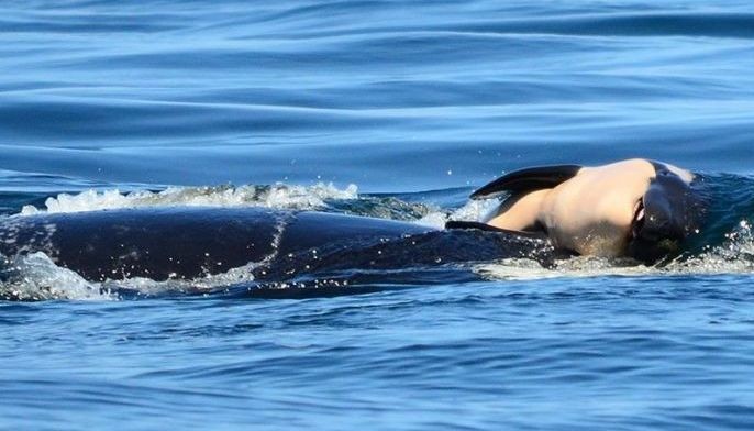 Orca carries dead calf for week during 'deep grieving'