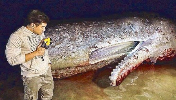 Saving wildlife, one episode at a time