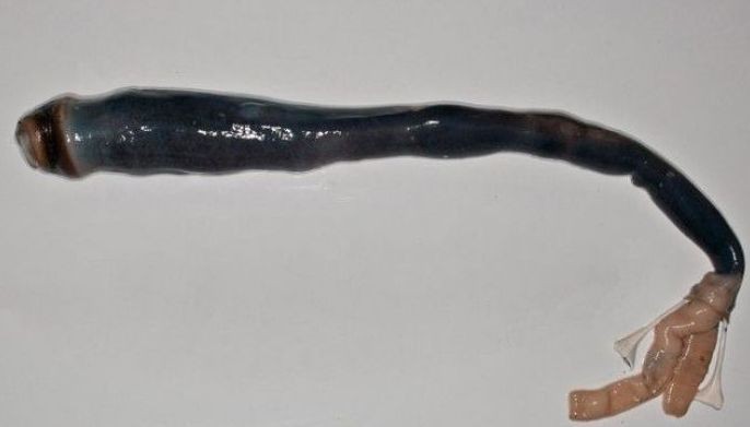 WATCH: After centuries, scientists finally found this freaky 'unicorn of mollusks' in the Philippines