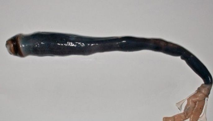Elusive giant shipworm unearthed in Philippines