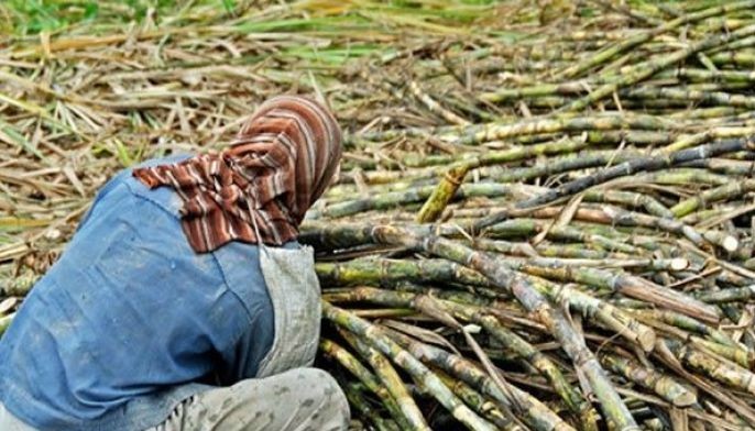 Victorias Milling expects lower income in 2017