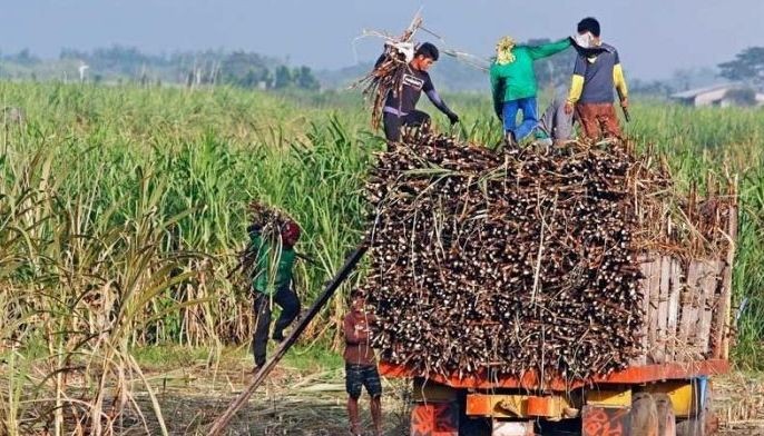 Sugar Regulatory Administration: No sugar imports despite lower harvest