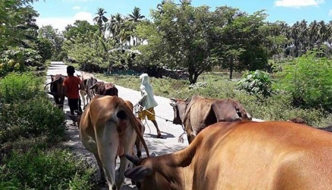 Maguindanao town faces leadership vacuum after 'narco mayor' goes into hiding