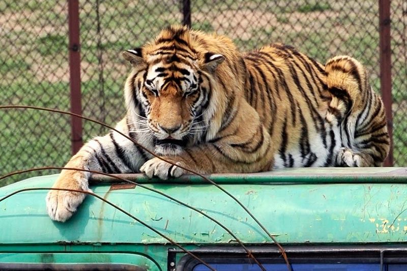 China reverses ban on trade in tiger, rhino products