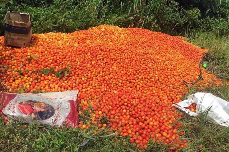 DA to introduce other crops to Calabarzon amid tomato â��oversupplyâ��