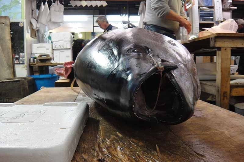 Japan's Tsukiji fish market to stop tourist tuna viewings