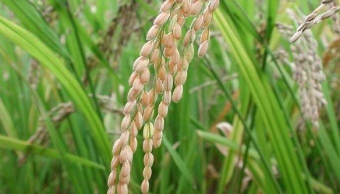 Agri production picks up in Q3