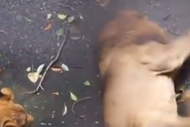 Manila Zoo lion 'Raffy' in viral video under observation