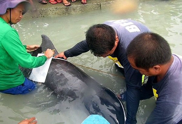 Whale rescued in E. Samar