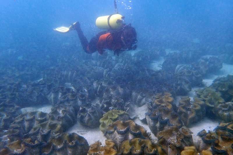 giant clam habitat