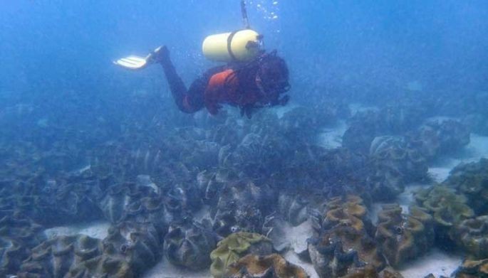 Be a friend of the giant clams