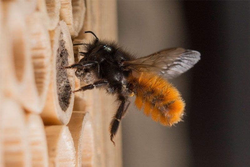 Raising wild bees at home
