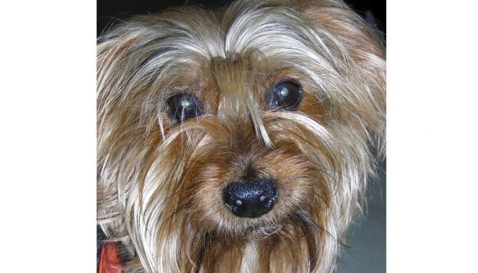 19-year-old Yorkshire Terrier retires from 'The Nutcracker'