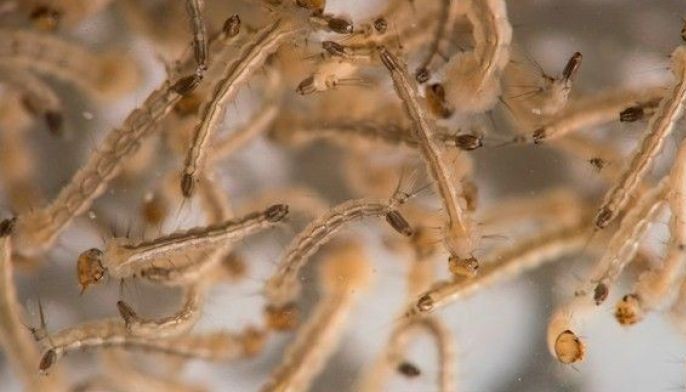 2 Zika cases reported in Cavite