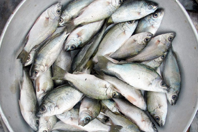 Eating one wild fish same as month of drinking tainted water: study