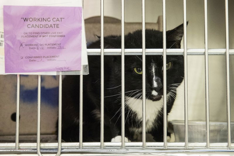 For ornery shelter cats, 2nd chance is a job chasing mice
