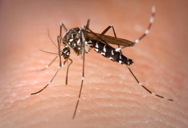 Kaso sa dengue sa CV nikunhod