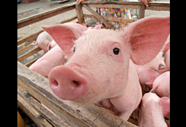 Baboy &lsquo;gilugos&rsquo;