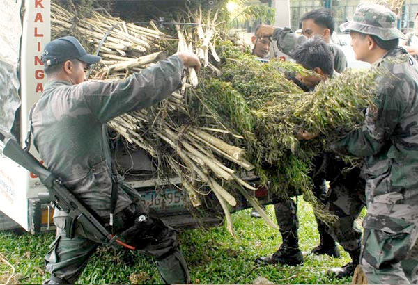 P1M marijuana nalarot