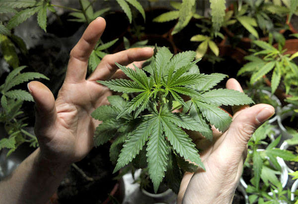 Nagtanom og marijuana gidakop