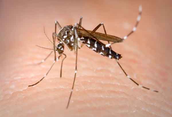 Duha ka bata patay sa dengue