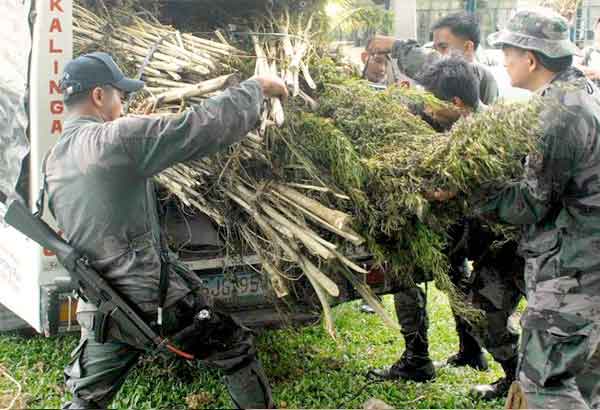 Mga tanom nga marijuana gipangibot sa polis