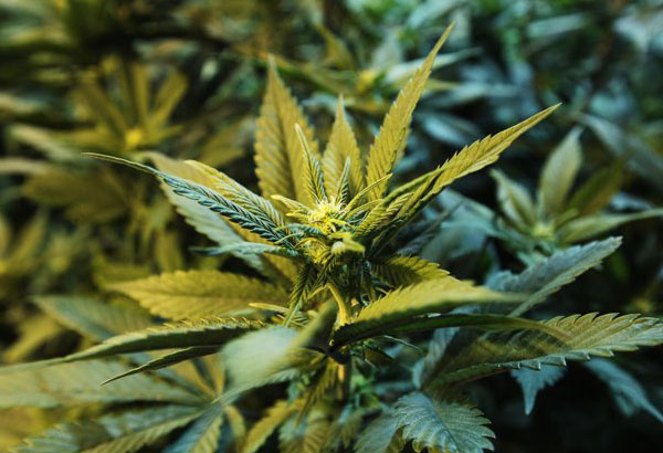Magbubukid, teenager nahulihan ng 167 kilo marijuana